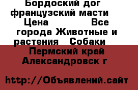 Бордоский дог ( французский масти)  › Цена ­ 50 000 - Все города Животные и растения » Собаки   . Пермский край,Александровск г.